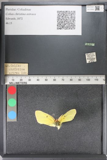 Media type: image;   Entomology 119585